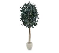 Maia Shop Eucalipto Preservado - Eucalipto Natural, Árbol Eucalipto Preservado Verde Round 180 cm con Hojas Secas, Decoración Hogar, Plantas Naturales Interior
