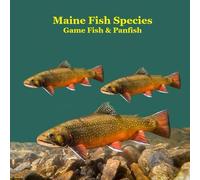 Maine Game Fish and Panfish Species Kids Book: Great Book About the Different Types of Fish in Maine