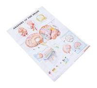 MAJORMENCH Póster de anatomía del cerebro humano, póster de anatomía cerebral, lienzo sin marco, fuente clara, fácil de leer, para aula y laboratorio