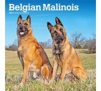 Malinois belga | Calendario mensual cuadrado de pared 2026 de 12 x 24 pulgadas (colgado) | Sin plástico | BrownTrout | Animales razas de perros