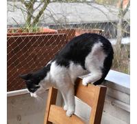 Malla Antipajaros Barrera de Ventana de Inicio para Perros de Gatos, Vegetal de Cerezo Liviano Garden Anti -Red de Pájaro, Cubiertas de Malla de Plantas Blancas para Orchard Farm (Size : 5x10m/16x33f