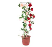 Malla de jardín para plantas trepadoras 185cm Torre Jardín Obelisco Celosía Tubo de acero recubierto de PP Antióxido Planta Maceta Soporte Escalada para Interior Exterior Flores Verduras Frutas