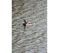 MALLARD Wild Duck Undated Weekly & Daily Organizer | Flexible Agenda for Work, Life & Goals, Planner Book for School Office and Home, Journal for Women & Men