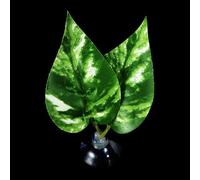 MALSSE Bettas - Hamaca de peces con ventosa para plantas, cama de hojas realista, cama de descanso para peceras, acuarios, hábitats, decoración del hogar, accesorios para acuarios