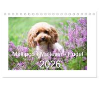 Maltipoo - Malteser -Pudel (Tischkalender 2026 DIN A5 quer), CALVENDO Monatskalender: Drei Hunderassen, die sich großer Beliebtheit erfreuen