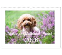 Maltipoo - Malteser -Pudel (Wandkalender 2026 DIN A3 quer), CALVENDO Monatskalender: Drei Hunderassen, die sich großer Beliebtheit erfreuen