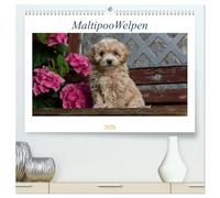 Maltipoo Welpen (hochwertiger Premium Wandkalender 2026 DIN A2 quer), Kunstdruck in Hochglanz: Beim Maltipoo handelt es sich um eine Kreuzung zwischen Pudel und Malteser.