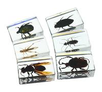 MALUGOGO Ejemplares de Insectos Preservados en Resina Transparente, Colección de 6 Piezas Avispa, Escarabajo, Tamaño Pequeño para Uso Educativo y Decoración de Escritorio