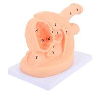 Maniquí de cateterismo masculino for entrenamiento en atención médica, simulación educativa y ejercicios prácticos de atención.