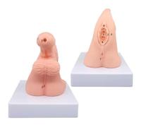 Maniquí de cateterismo modelo de anatomía genital para entrenamiento de enfermería, dominar técnicas de cateterismo urinario con marcadores anatómicos