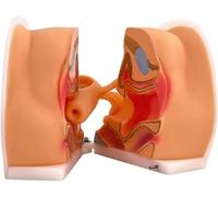 Maniquí ginecológico femenino, modelo de anatomía genital femenina, modelo de anatomía de entrenamiento del sistema reproductor vaginal, for examen y enseñanza ginecológica.