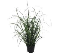 Manojo de hierba en maceta de plástico negro