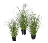 Manojo de hierba hierba cebra, UE 3 unid.