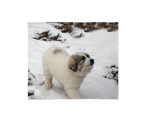 Manta para Sofá Cachorro de Gran Pirineo Jeté De Fauteuil L