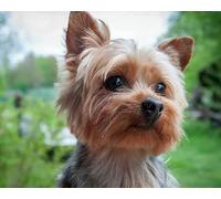 mantianhome Kit de bordado de punto de cruz Yorkshire Terrier, 11 ct, hecho a mano, patrón de impresión DIY, decoración del hogar para porche,40X50CM