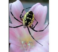 Manual de Laboratorio de Zoología de Invertebrados