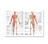 Mapa del cuerpo Anatomía Humana sistema Muscular gráfico arte póster lienzo impreso cuadros de pared for educación médica decoración hogar(6,50x70cm No frame)