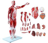 Maqueta de músculos y órganos humanos, modelo muscular del cuerpo humano a media escala compuesto por 27 piezas, con órganos extraíbles, para formación médica y educativa