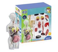 Maqueta del Cuerpo Humano | Modelo Anatómico De Mujer Embarazada | Kit De Anatomía Montable con Piezas Extraíbles, Figura Articulada Educativa para Niños Y Niñas, Uso En Aula Escuela Y Hogar