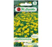 Maravilla de hoja estrecha Lulu - amarillo limón