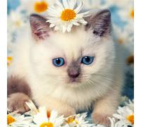 Marco KITTEN ENTRE LAS MARGARITAS G2090 PINTDECOR