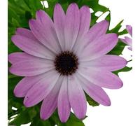 Margarita Africana Planta Natural con Flores Mix Color Flor Exterior
