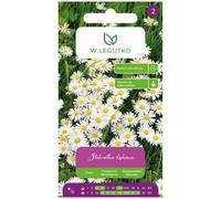 Margarita común, de pradera - blanca