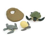 Marhynchus Animal Life Cycle Model Toy Kids Learning Toy Children Educativo con 2 Tipos Ciclo de Vida de Tortuga de Pollitos para la (Ciclo de Crecimiento de la Tortuga)