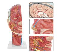 Marhynchus Modelo de Cerebro : Modelo de Estudio Anatómico de Cabeza y Cuello, Plástico de PVC, Herramienta de Enseñanza para Educación Física para la Salud