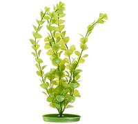 Marina aquascaper Moneywort Plantas Grandes, 30,5 cm