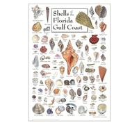 Marine Biology Art Print - Florida Gulf Coast Shells Poster, Sanibel Captiva Island Beach Themed Wall Decor for Home Office (Framed,16x24inch(40x60cm))