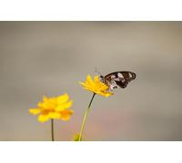 Mariposas sobre Flores - Rompecabezas de Madera de 500 Piezas: Juego de Rompecabezas Relajante para armar y entretener (14 años+)