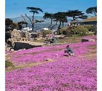 Más de 10.000 tomillo morado, con fragancia duradera y fuerte adaptabilidad, crea un ambiente agradable.