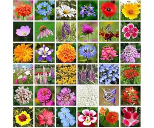 Más de 10.000 variedades de flores silvestres premium, tolerantes a la sequía y llenas de vitalidad, crean sin esfuerzo una exuberante vegetación.