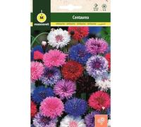 Mascarell Semillas, CENTAUREA, Semillas Flores Exterior para Decoración, 3 Gramos