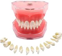 MASKIS Modelo de Demostración Dental Estándar, Modelo de Enseñanza de Dientes con 28 Dientes Extraíbles, Boca Falsa para Enseñanza, Dentista, Estudiantes de Odontología, Exhibición Limpia
