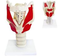 MASKIS Modelo Funcional de Laringe, Modelo de Anatomía 3X del Modelo de Faringe de Laringe, Modelo de Simulación de Articulación de Laringe Humana Magnificada Profesional, Anatomía Médica