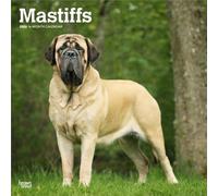 Mastiffs | Calendario mensual cuadrado de pared 2026 de 12 x 24 pulgadas (colgado) | Sin plástico | BrownTrout | Animales razas de perros