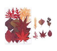 Materiales de artesanía de Plantas prensadas Planta Seca de Colores Brillantes para Decoraciones de Fundas de teléfonos e Ideas de Regalos individualizados Marcapáginas de Flores prensadas Materiales