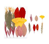 Materiales de artesanía de Plantas prensadas Planta Seca de Colores Brillantes para Decoraciones de Fundas de teléfonos e Ideas de Regalos individualizados Marcapáginas de Flores prensadas Materiales