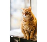 Math Graph Notebook Cat: 120 Pages A4: For Middle School, High School & College Students | Fun Cat Cover | 5x5 mm Grid | Perfect for Algebra, Geometry, Calculus & Note-Taking