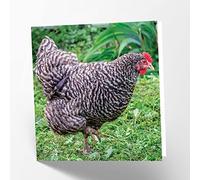 Maturi Plymouth Rock Hen - Tarjeta de felicitación de cumpleaños (15,5 x 15,5 cm), diseño de gallina