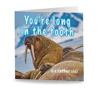 Maturi Tarjeta de felicitación de cumpleaños con texto en inglés Long in the Tooth, interior en blanco, 15,5 x 15,5 cm