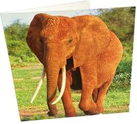 Maturi Tarjeta de felicitación de cumpleaños cuadrada en blanco con diseño de elefante