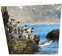 Maturi Tarjeta de felicitación de cumpleaños cuadrada en blanco con diseño de pingüinos