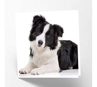 Maturi Tarjeta de felicitación en blanco con imagen de perro Border Collie