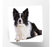 Maturi Tarjeta de felicitación en blanco con imagen de perro Border Collie