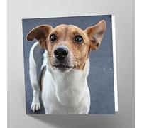 Maturi Tarjeta de felicitación en blanco con imagen de perro Jack Russell