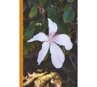 Maui Hibiscus - Hawaii (White): Journal | Diary | Notebook | Logbook | Composition Book | 6x9 Inches | 100 Pages