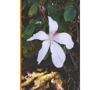 Maui Hibiscus - Hawaii (White): Journal | Diary | Notebook | Logbook | Composition Book | 6x9 Inches | 100 Pages